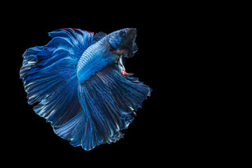 Rhythmic of betta fighting fish over isolated black background. The moving moment beautiful of blue and red siamese betta fish with copy space.