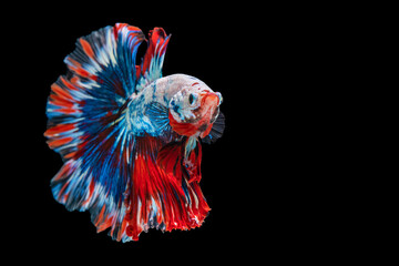 Naklejka premium Rhythmic of betta fighting fish over isolated black background. The moving moment beautiful of white, blue and red siamese betta fish with copy space.