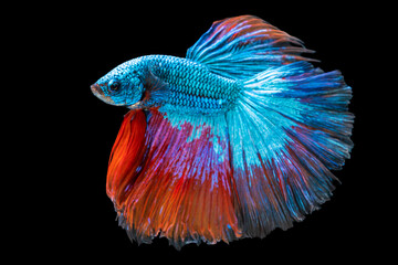 Rhythmic of betta fighting fish over isolated black background. The moving moment beautiful of blue...
