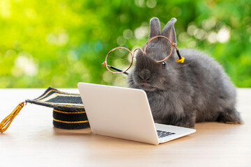 Newborn tiny bunny brown rabbit wearing eye glasses graduation cap looking at small laptop while sitting on the wood over bokeh nature background. Easter holiday animal and technology e-learning