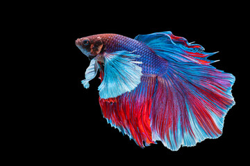 Halfmoon Betta splendens fighting fish in Thailand on isolated black background. The moving moment...