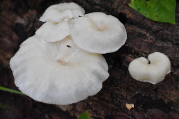 Mushrooms in the forest