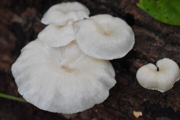 Mushrooms in the forest