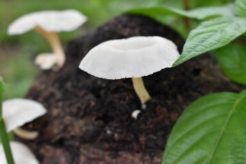 Mushrooms in the forest