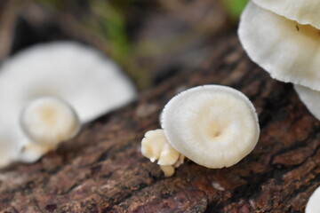 Mushrooms in the forest