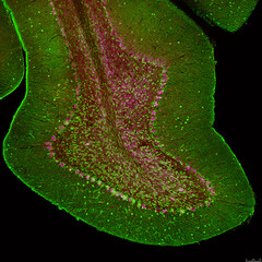 Cerebellar folium from a section of mouse brain, labelled with immunofluorescence and recorded with...