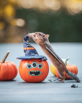 A chipmunk collects nuts and seeds from pumpkins in October