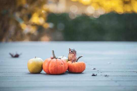 A chipmunk collects nuts and seeds from pumpkins in October