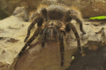 A tarantula is showing aggressive behavior. All types are venomous, but not lethal to humans. 