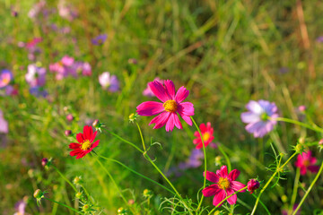 flowers in the meadow