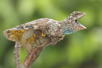 A flying dragon (Draco volans) is sunbathing before starting its daily activities. 
