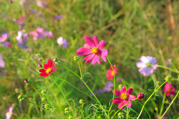 flowers in the field