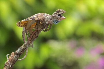 A flying dragon (Draco volans) is sunbathing before starting its daily activities. 