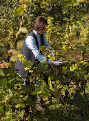 Competent female gardener with scissors in hands cutting bunches of ripe grape outdoors. Caucasian mature woman with dark hair harvesting organic fruits for making wine.