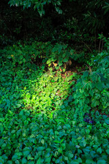 green leaves background