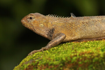 An oriental garden lizard is sunbathing on a moss-covered rock. This reptile has the scientific name Calotes versicolor. 