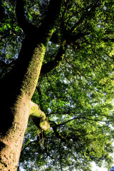 Fototapeta premium green tree trunk