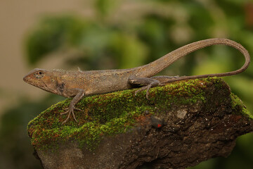 An oriental garden lizard is sunbathing on a moss-covered rock. This reptile has the scientific...