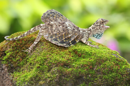 A flying dragon (Draco volans) is sunbathing before starting its daily activities. 