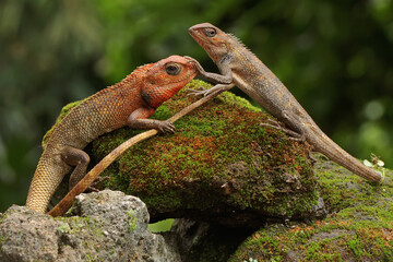 Two oriental garden lizards are sunbathing. This reptile has the scientific name Calotes...