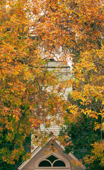 Obraz premium Changing color of leaves in the fall with old white church tower as background. Photo taken in Montana in front of church built around 1900.