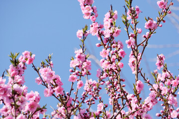 pink flowers