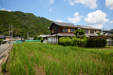 稲と住宅