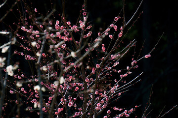 flowers in the morning