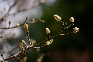 buds of willow