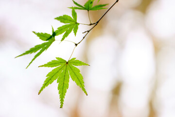 green leaves on a branch
