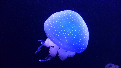 jellyfish in blue