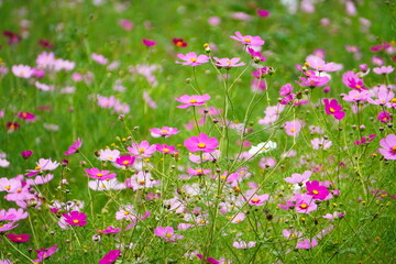 Japanese autumn flowers cosmos