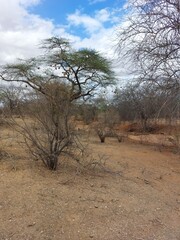 tree in the field