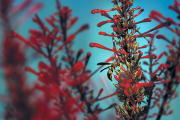 Wasp Sips Nectar