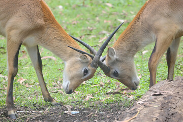 Naklejka na ściany i meble Two antelopes fight by relying on the strength of their horns. 