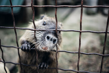 Otter rodent animal behind zoo bars