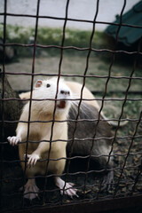 White otter rodent animal in zoo