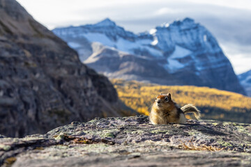 Small Chipmunk up on a rocky Canadian Mountain. Located in Lake O'Hara, Yoho National Park, British Columbia, Canada.