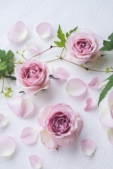 ピンクのバラの招待状　花の背景