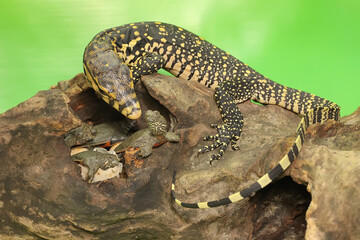 A young salvator monitor lizard is ready to prey on the turtles that have just hatched from their eggs. This reptile has a scientific name
Varanus salvator. 