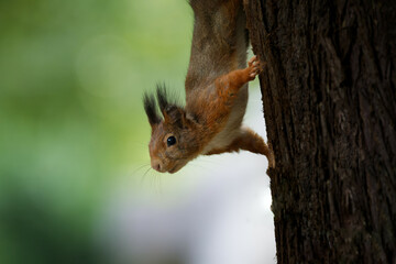 Close up of squirrel upside down on tree trunk looking curious