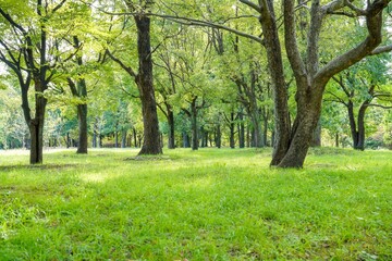 公園の芝生広場の夏の情景＠大阪