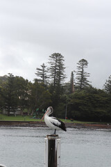 Pelican, Kiama city South Coast NSW Australia