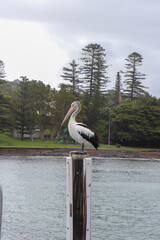 Pelican, Kiama city South Coast NSW Australia