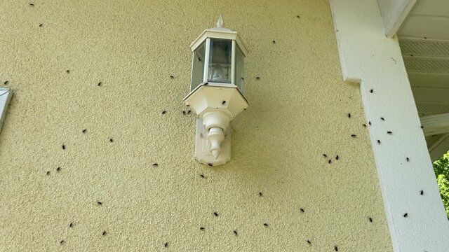 Box Elder bugs swarm and infest the siding of a house in the fall - selective focus