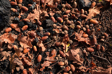 fallen acorns against the background of ash from a burnt tree