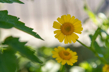 Chrysanthemum segetum plant and flower