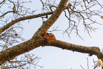 Furnarius rufus bird couple building their mud house on the tree
