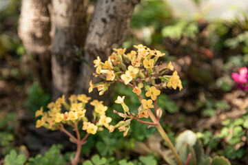 Kalanchoe blossfeldiana plant and flower
