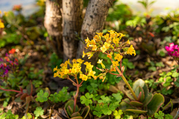 Kalanchoe blossfeldiana plant and flower